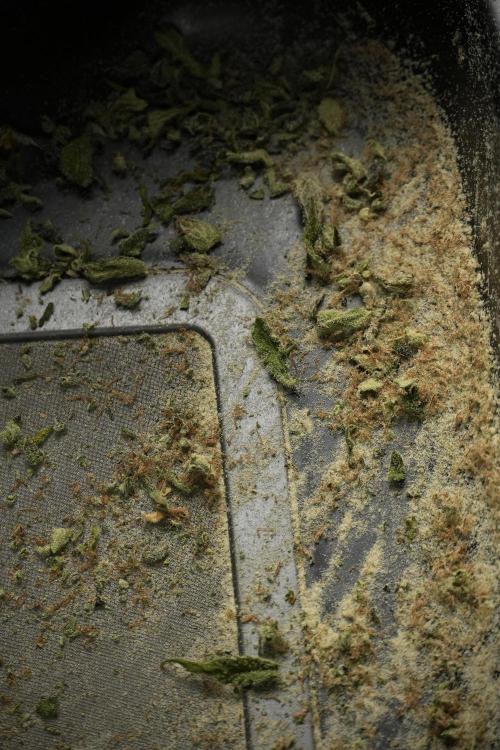 Catching The Ghost Train Haze @ Zamnesia. Week 15 - crazy amounts of frost 