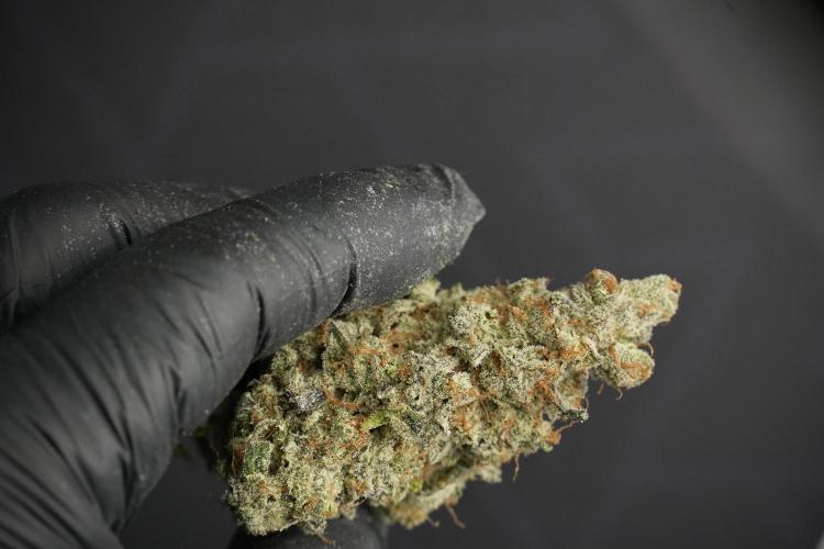 Catching The Ghost Train Haze @ Zamnesia. Week 15 - the result 