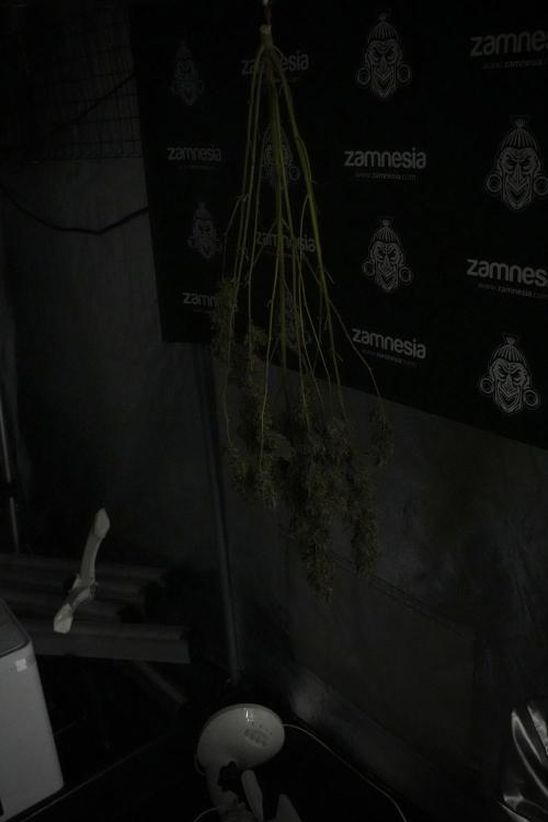 Catching The Ghost Train Haze @ Zamnesia. Week 15 - the frozen ghost train haze for testing and comparing 