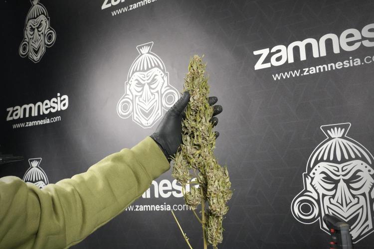 Catching The Ghost Train Haze @ Zamnesia. Week 15 - the frozen ghost train haze for testing and comparing 