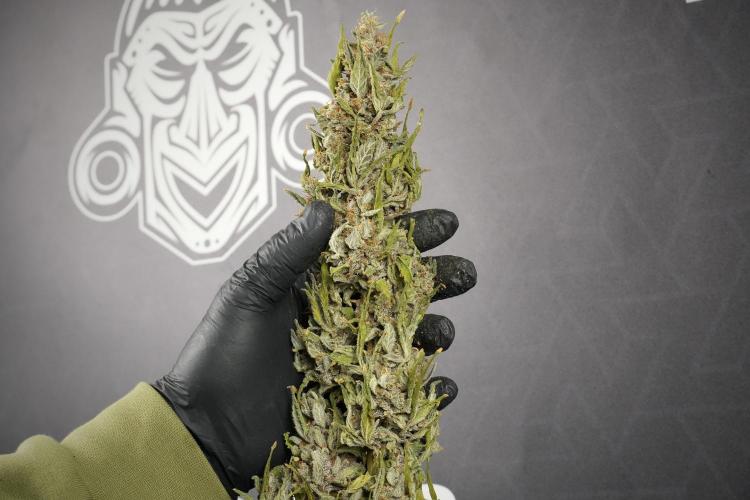 Catching The Ghost Train Haze @ Zamnesia. Week 15 - the frozen ghost train haze for testing and comparing 