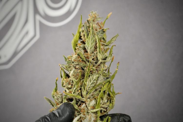 Catching The Ghost Train Haze @ Zamnesia. Week 15 - the frozen ghost train haze for testing and comparing 