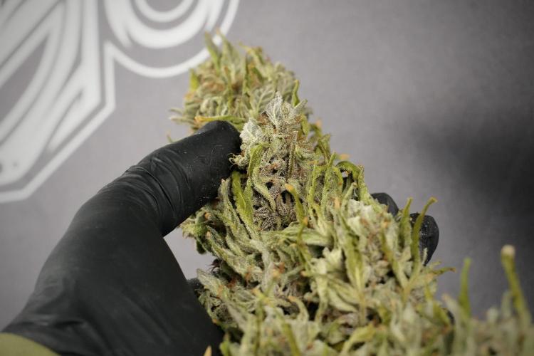 Catching The Ghost Train Haze @ Zamnesia. Week 15 - the frozen ghost train haze for testing and comparing 