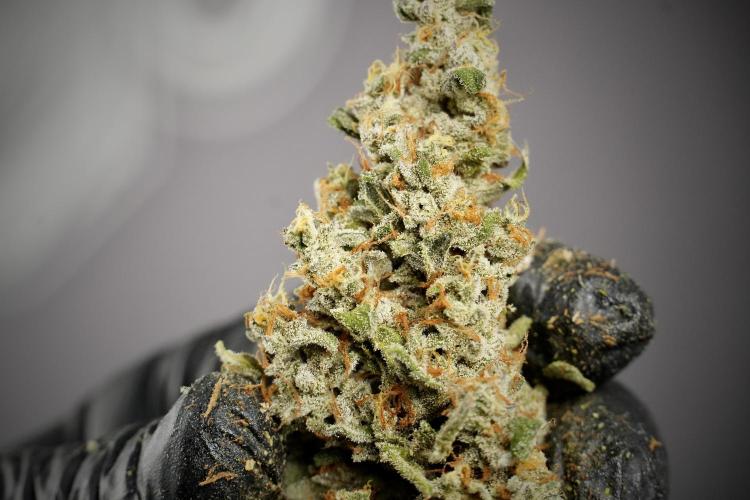 Catching The Ghost Train Haze @ Zamnesia. Week 15 - the frozen ghost train haze for testing and comparing 