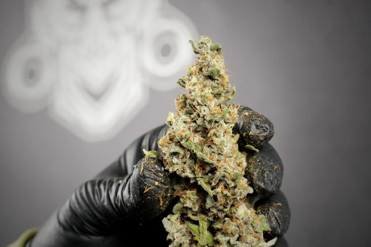 Catching The Ghost Train Haze @ Zamnesia. Week 15 - the frozen ghost train haze for testing and comparing 