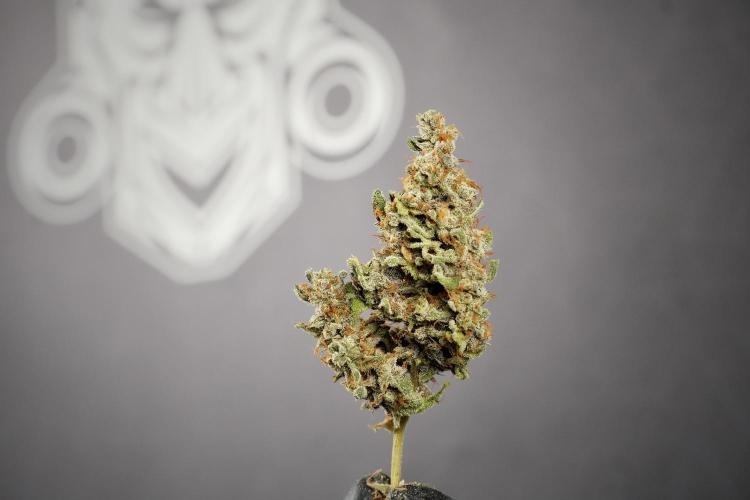 Catching The Ghost Train Haze @ Zamnesia. Week 15 - the frozen ghost train haze for testing and comparing 
