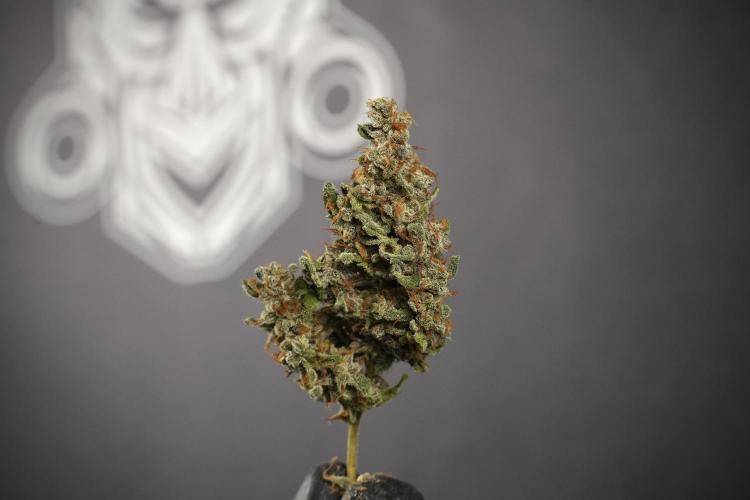 Catching The Ghost Train Haze @ Zamnesia. Week 15 - the frozen ghost train haze for testing and comparing 