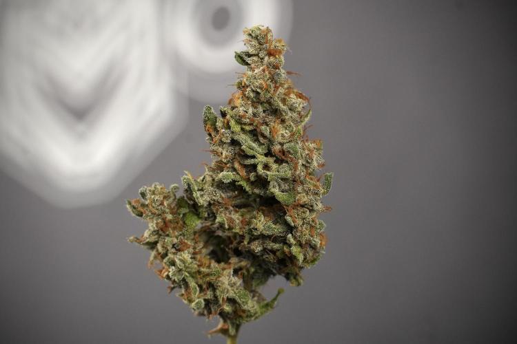 Catching The Ghost Train Haze @ Zamnesia. Week 15 - the frozen ghost train haze for testing and comparing 