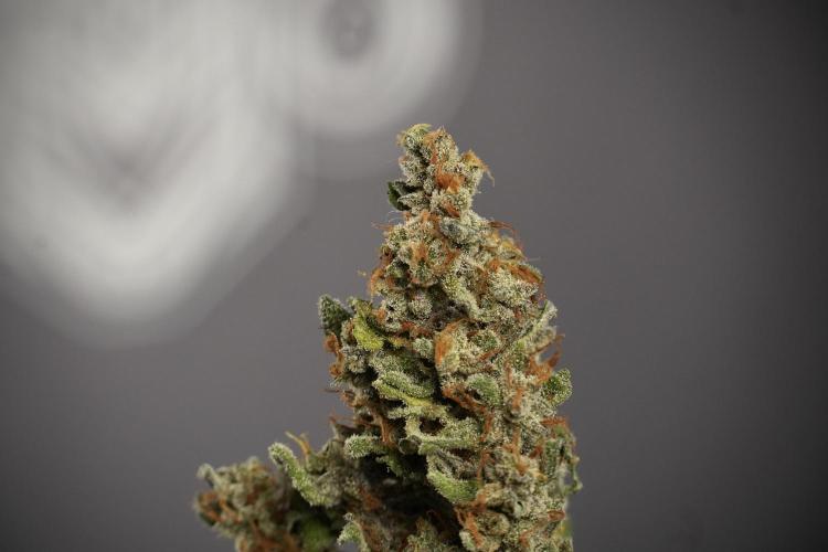 Catching The Ghost Train Haze @ Zamnesia. Week 15 - the frozen ghost train haze for testing and comparing 