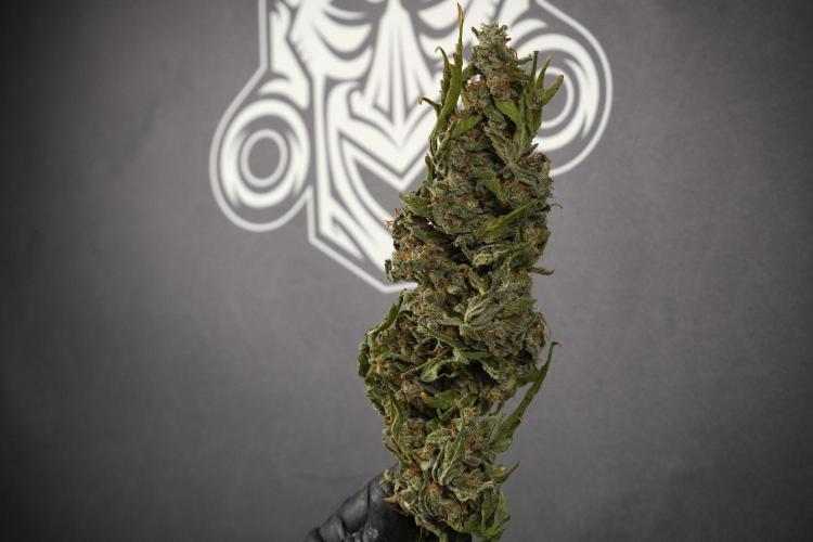 Catching The Ghost Train Haze @ Zamnesia. Week 15 - the frozen ghost train haze for testing and comparing 