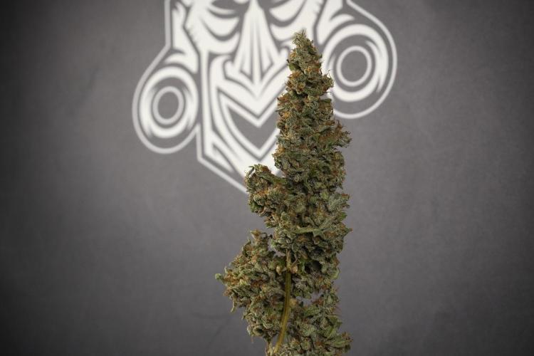 Catching The Ghost Train Haze @ Zamnesia. Week 15 - the frozen ghost train haze for testing and comparing 