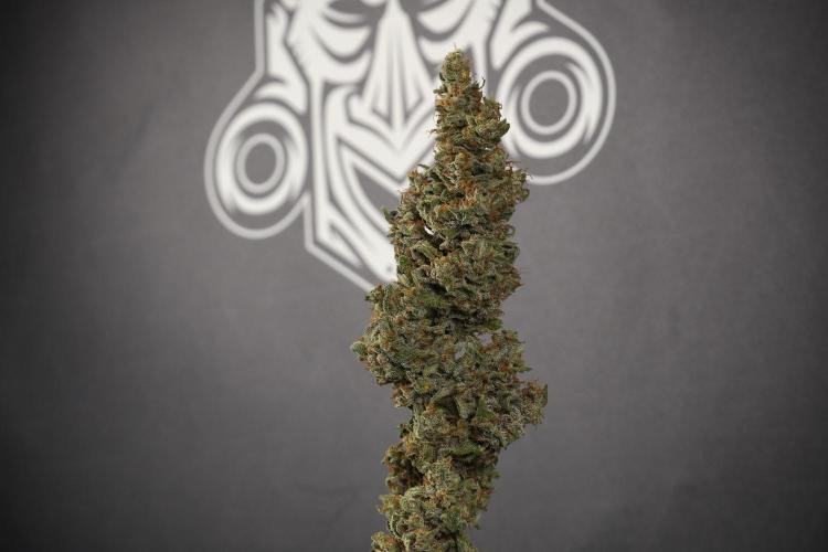 Catching The Ghost Train Haze @ Zamnesia. Week 15 - the frozen ghost train haze for testing and comparing 
