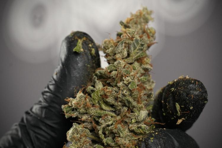 Catching The Ghost Train Haze @ Zamnesia. Week 15 - the frozen ghost train haze for testing and comparing 