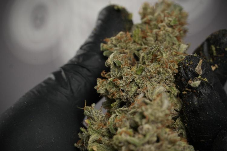 Catching The Ghost Train Haze @ Zamnesia. Week 15 - the frozen ghost train haze for testing and comparing 