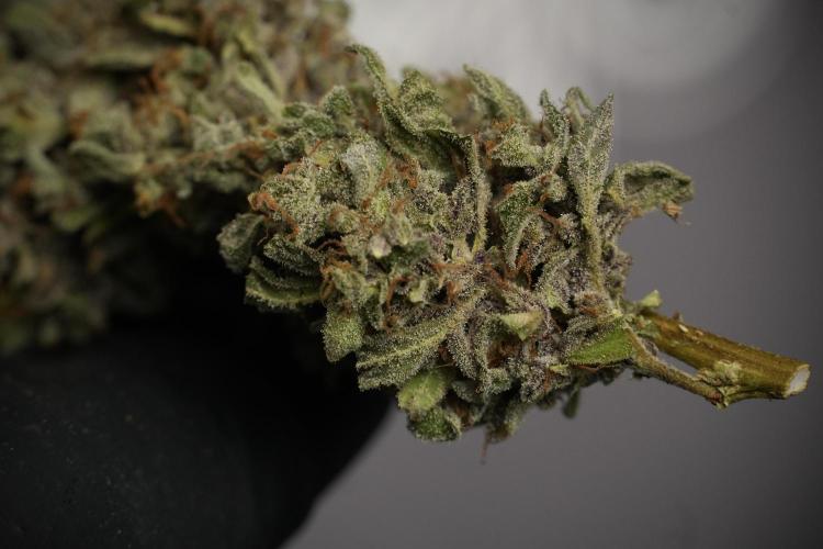 Catching The Ghost Train Haze @ Zamnesia. Week 15 - the frozen ghost train haze for testing and comparing 