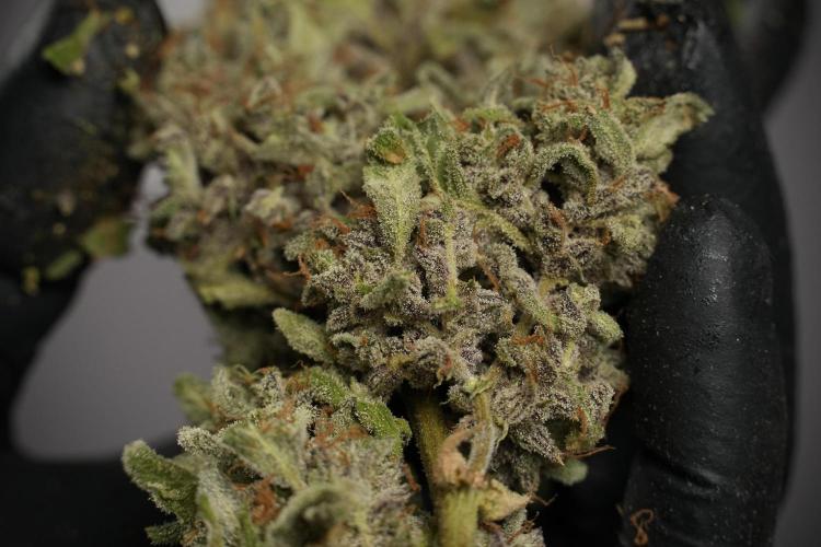 Catching The Ghost Train Haze @ Zamnesia. Week 15 - the frozen ghost train haze for testing and comparing 