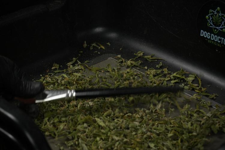 Catching The Ghost Train Haze @ Zamnesia. Week 15 - the frozen ghost train haze for testing and comparing 