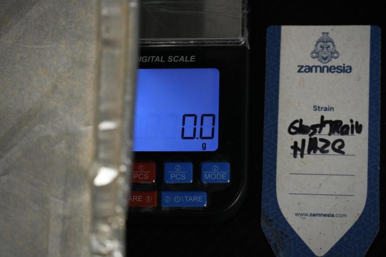 Catching The Ghost Train Haze @ Zamnesia. Week 15 - the frozen ghost train haze for testing and comparing 
