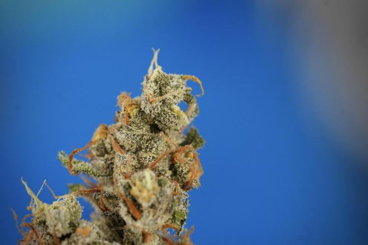 Catching The Ghost Train Haze @ Zamnesia. Week 15 -  ghost train haze 