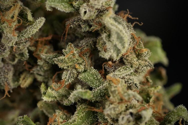 Catching The Ghost Train Haze @ Zamnesia. Week 15 -  ghost train haze 