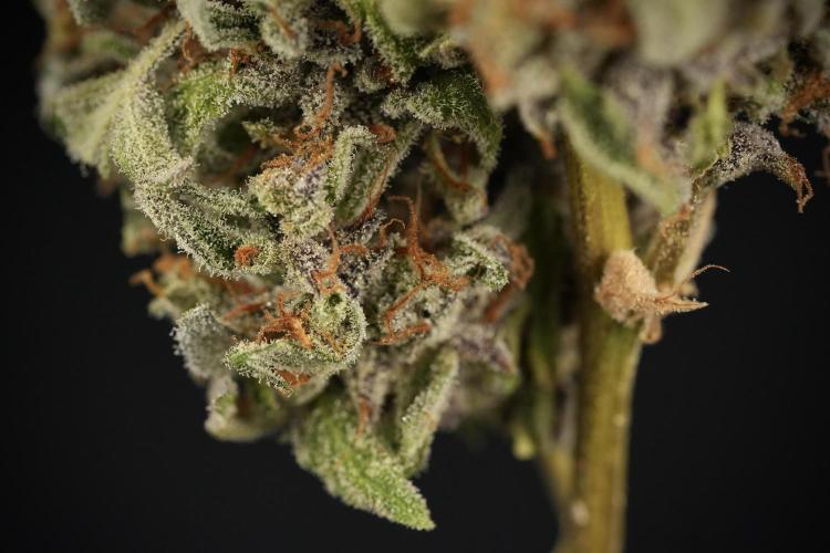 Catching The Ghost Train Haze @ Zamnesia. Week 15 -  ghost train haze 