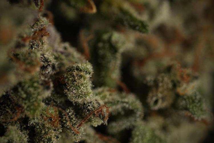 Catching The Ghost Train Haze @ Zamnesia. Week 15 -  ghost train haze 