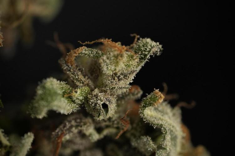 Catching The Ghost Train Haze @ Zamnesia. Week 15 -  ghost train haze 