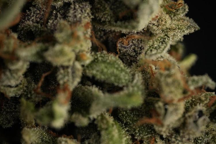Catching The Ghost Train Haze @ Zamnesia. Week 15 -  ghost train haze 