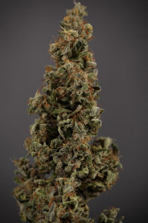 Catching The Ghost Train Haze @ Zamnesia. Week 15 -  ghost train haze 