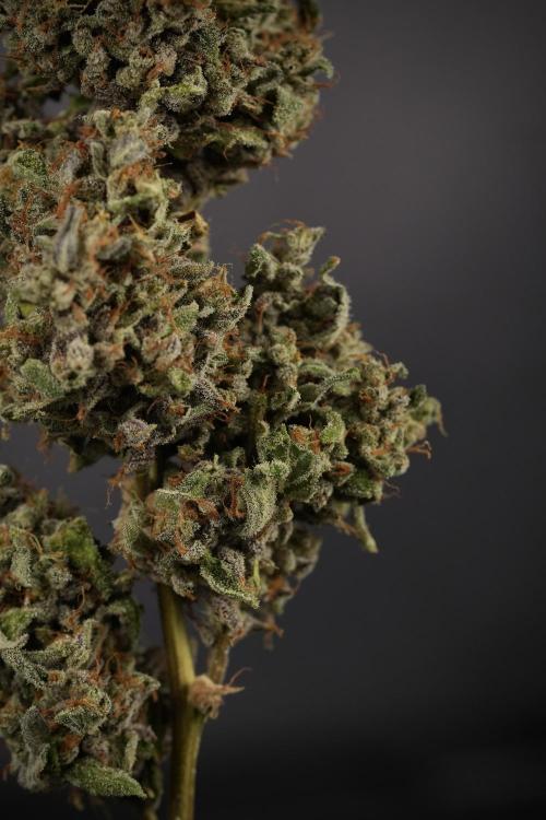 Catching The Ghost Train Haze @ Zamnesia. Week 15 -  ghost train haze 