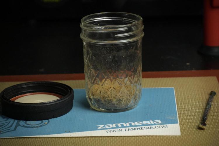Catching The Ghost Train Haze @ Zamnesia. Week 16 - Ghost Train Haze ice water hash 