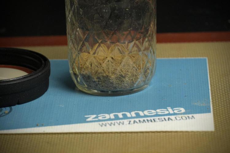 Catching The Ghost Train Haze @ Zamnesia. Week 16 - Ghost Train Haze ice water hash 