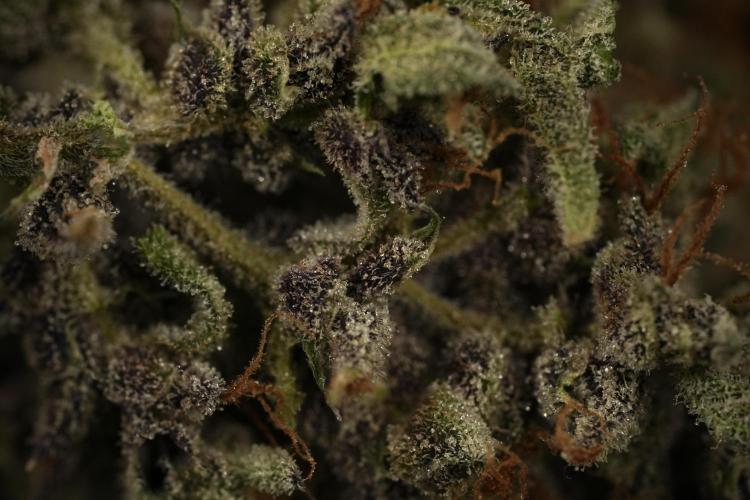 Catching The Ghost Train Haze @ Zamnesia. Week 16 - Ghost Train Haze cured and ready to smoke 