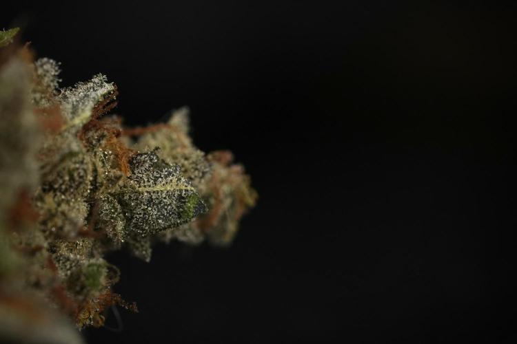 Catching The Ghost Train Haze @ Zamnesia. Week 16 - Ghost Train Haze cured and ready to smoke 