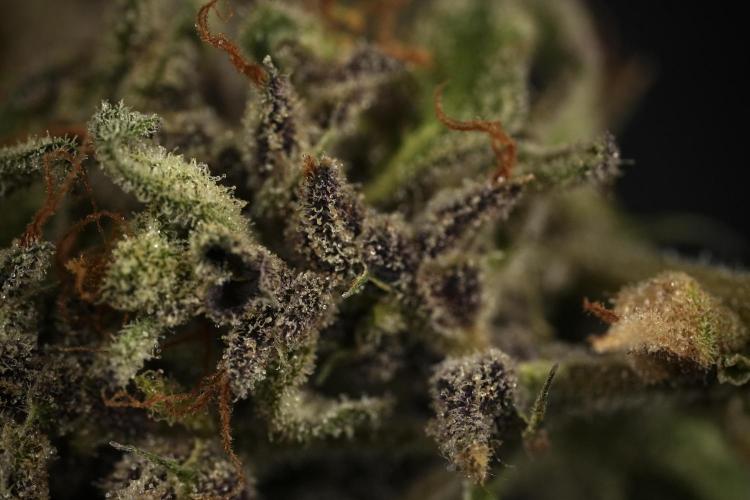 Catching The Ghost Train Haze @ Zamnesia. Week 16 - Ghost Train Haze cured and ready to smoke 