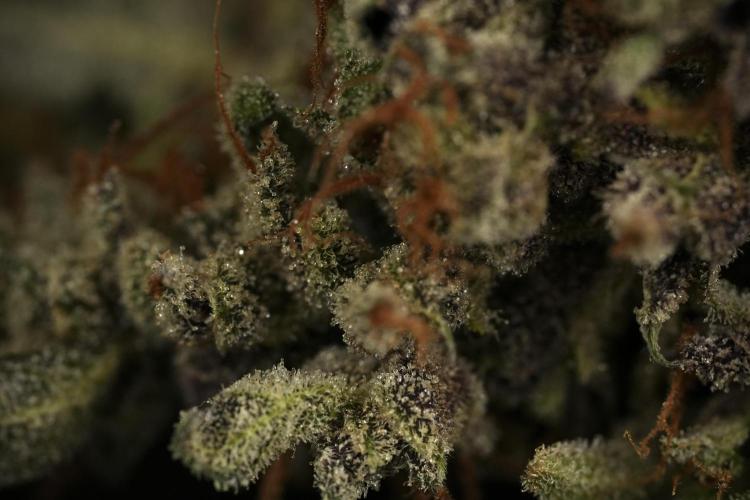 Catching The Ghost Train Haze @ Zamnesia. Week 16 - Ghost Train Haze cured and ready to smoke 