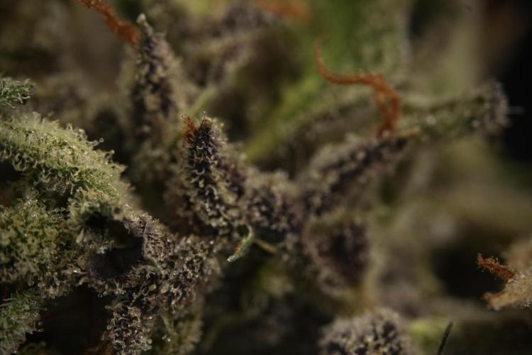 Catching The Ghost Train Haze @ Zamnesia. Week 16 - Ghost Train Haze cured and ready to smoke 