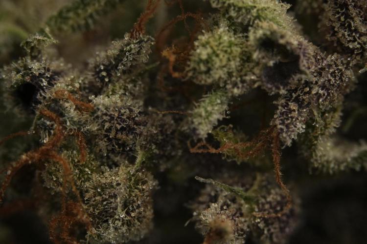 Catching The Ghost Train Haze @ Zamnesia. Week 16 - Ghost Train Haze cured and ready to smoke 
