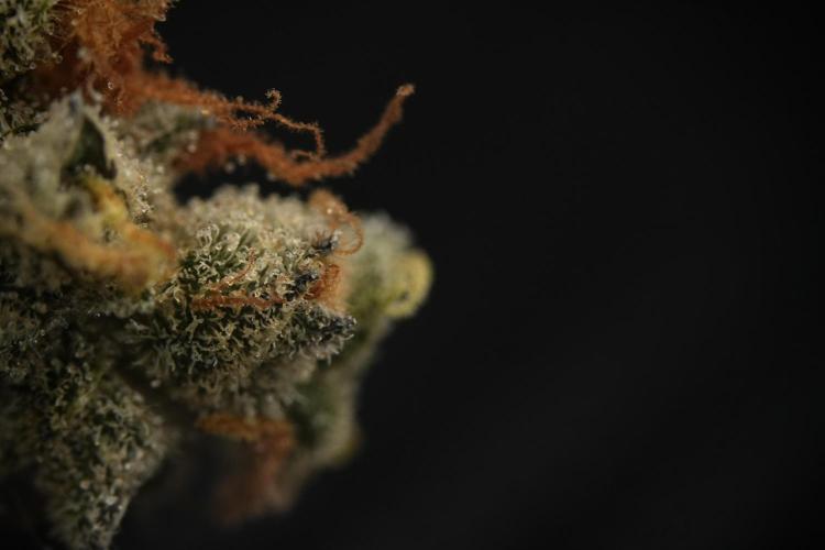 Catching The Ghost Train Haze @ Zamnesia. Week 16 - Ghost Train Haze cured and ready to smoke 