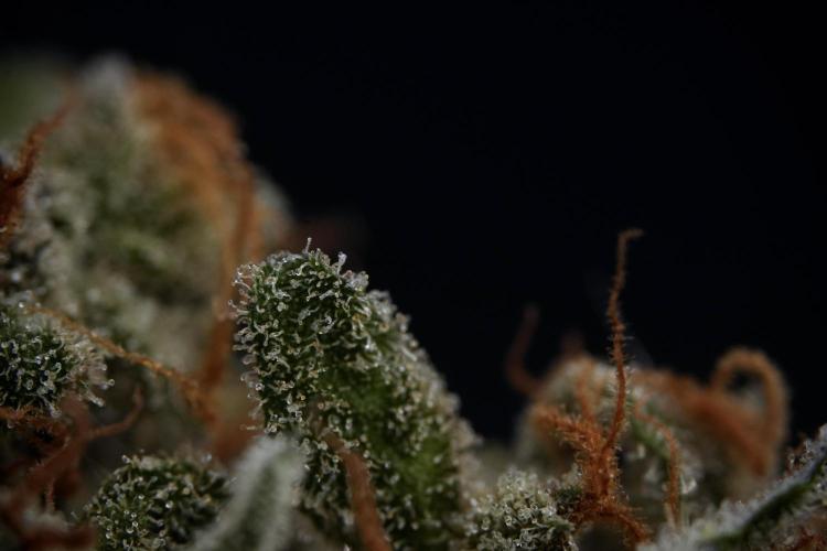 Catching The Ghost Train Haze @ Zamnesia. Week 16 - Ghost Train Haze cured and ready to smoke 