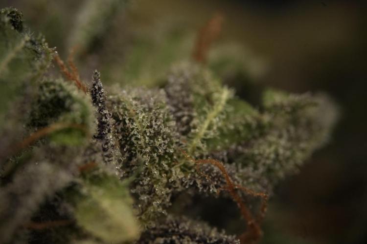 Catching The Ghost Train Haze @ Zamnesia. Week 16 - Ghost Train Haze cured and ready to smoke 
