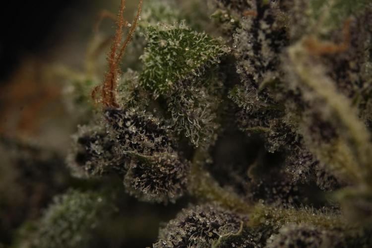 Catching The Ghost Train Haze @ Zamnesia. Week 16 - Ghost Train Haze cured and ready to smoke 