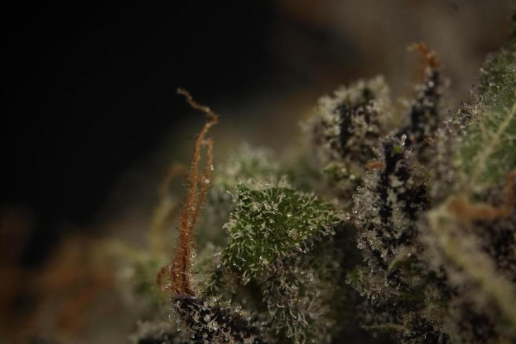 Catching The Ghost Train Haze @ Zamnesia. Week 16 - Ghost Train Haze cured and ready to smoke 