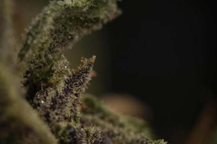 Catching The Ghost Train Haze @ Zamnesia. Week 16 - Ghost Train Haze cured and ready to smoke 