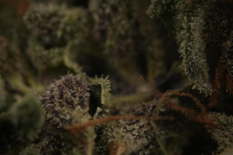 Catching The Ghost Train Haze @ Zamnesia. Week 16 - Ghost Train Haze cured and ready to smoke 