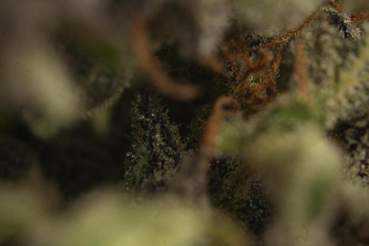 Catching The Ghost Train Haze @ Zamnesia. Week 16 - Ghost Train Haze cured and ready to smoke 