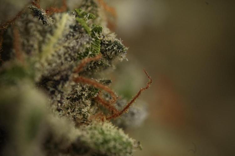 Ghost Train Haze. Week 16