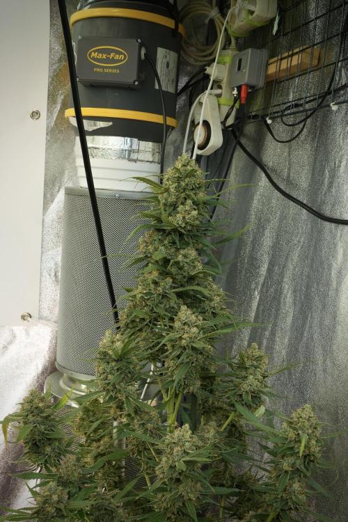 Skywalker OG Legends of the 12/12 Galaxy. Week 14 - SkyWalker OG 12-12 from seed no veg 