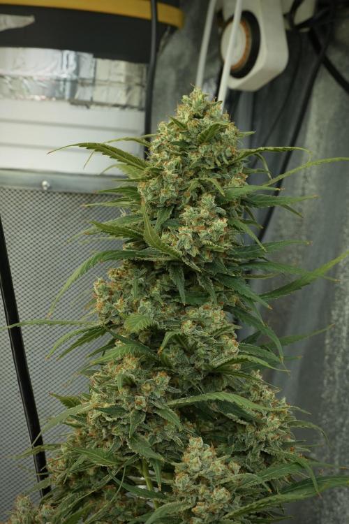 Skywalker OG Legends of the 12/12 Galaxy. Week 14 - SkyWalker OG 12-12 from seed no veg 