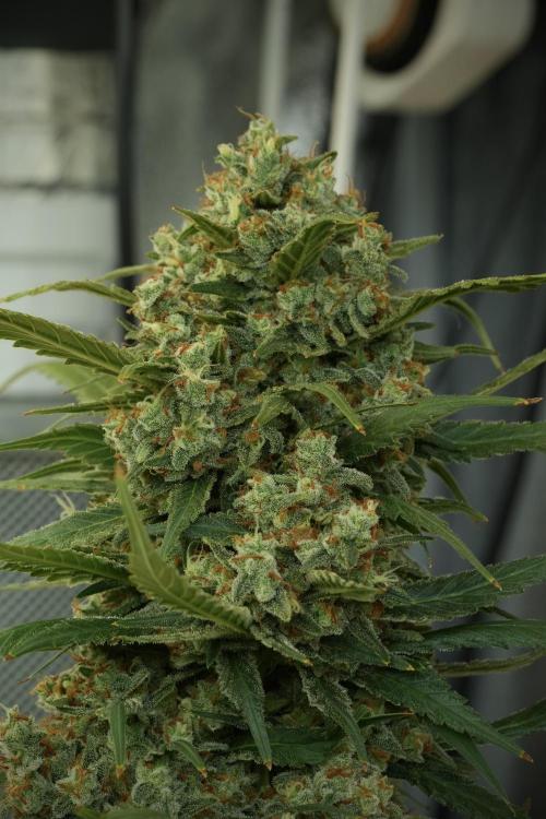 Skywalker OG Legends of the 12/12 Galaxy. Week 14 - SkyWalker OG 12-12 from seed no veg 